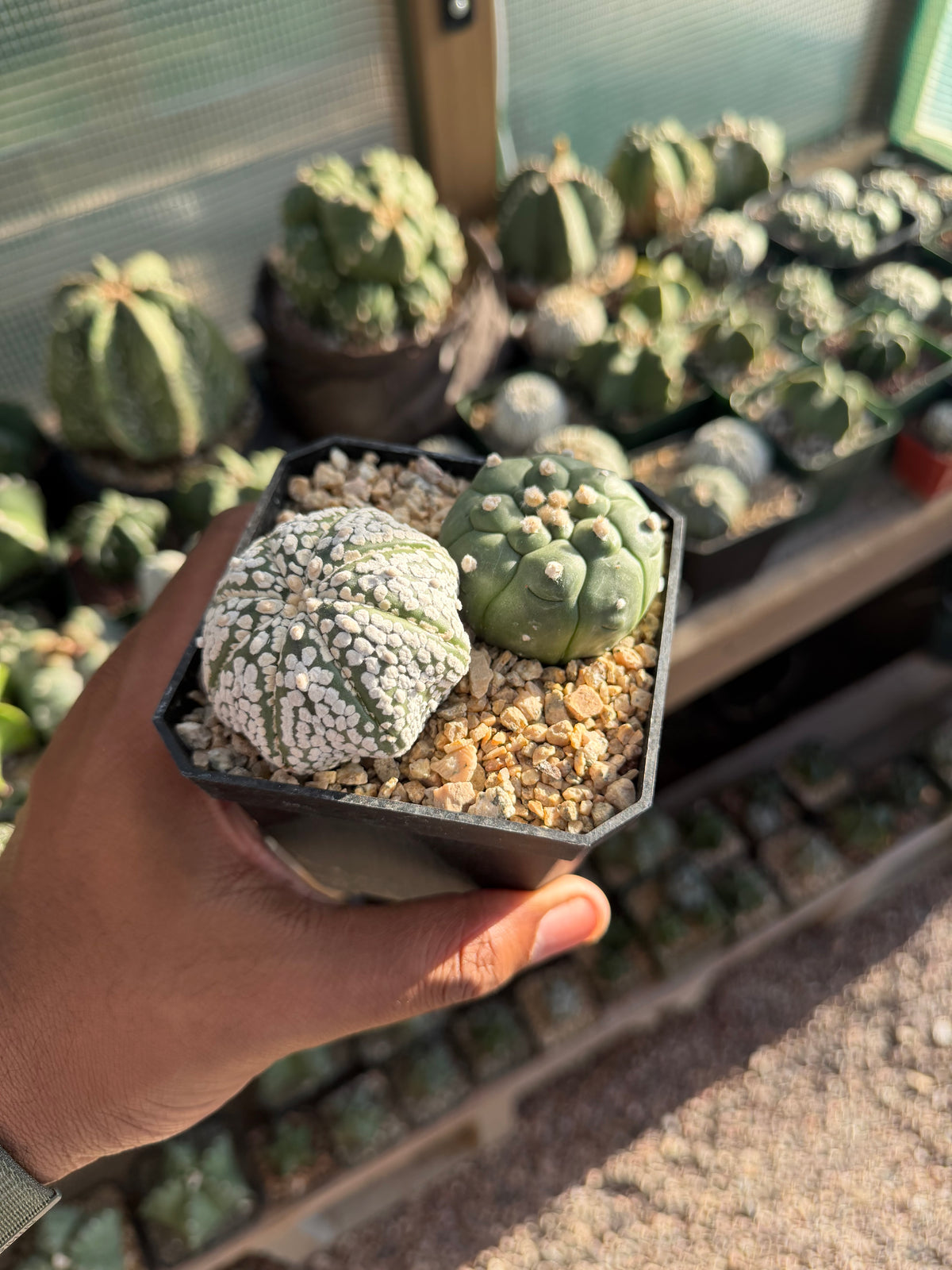 Astrophytum asterias Bundle