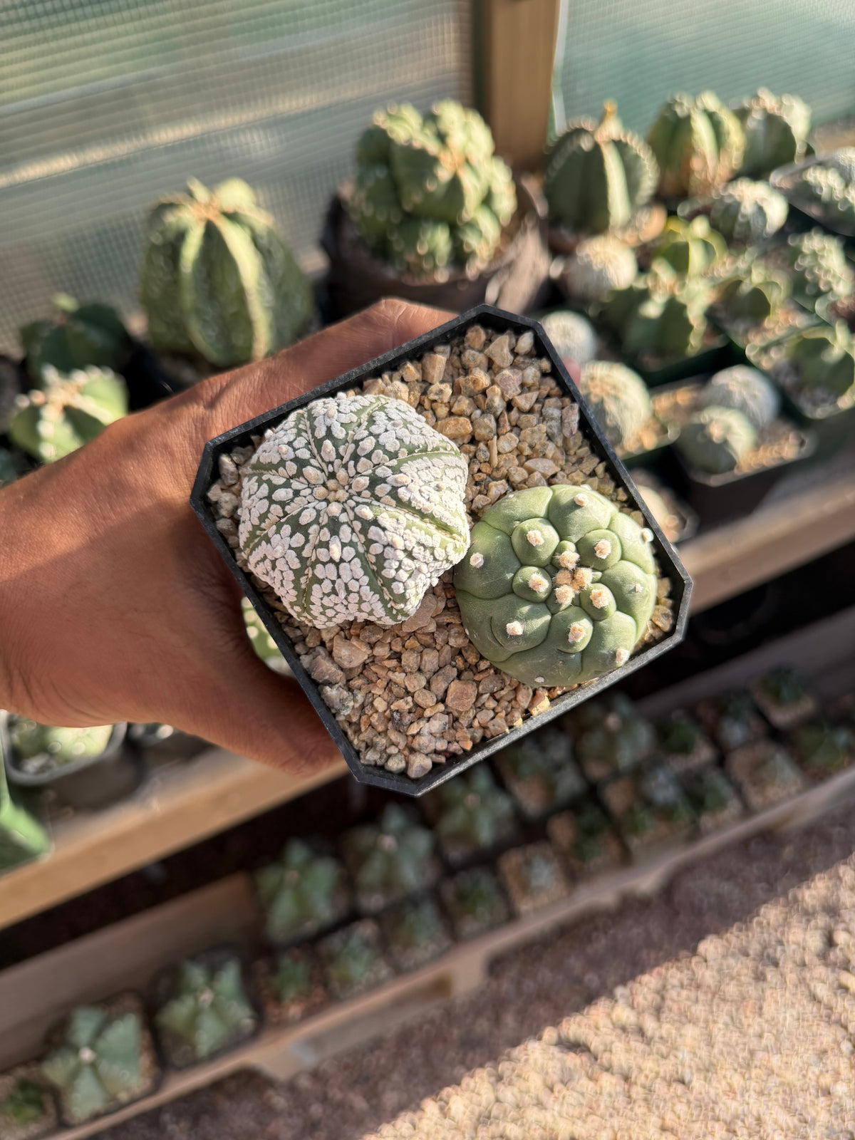 Astrophytum asterias Bundle