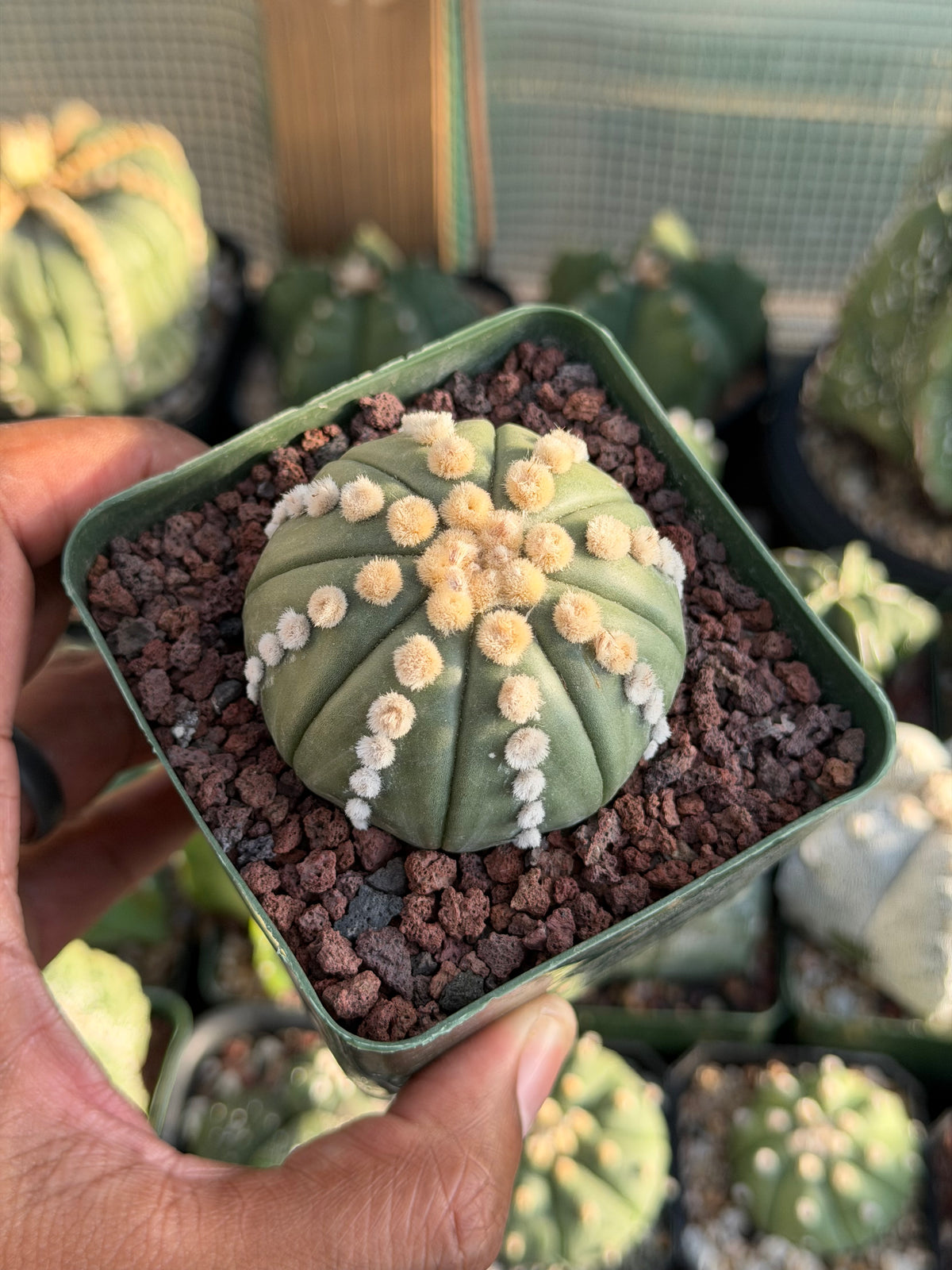 Astrophytum asterias Ooibo