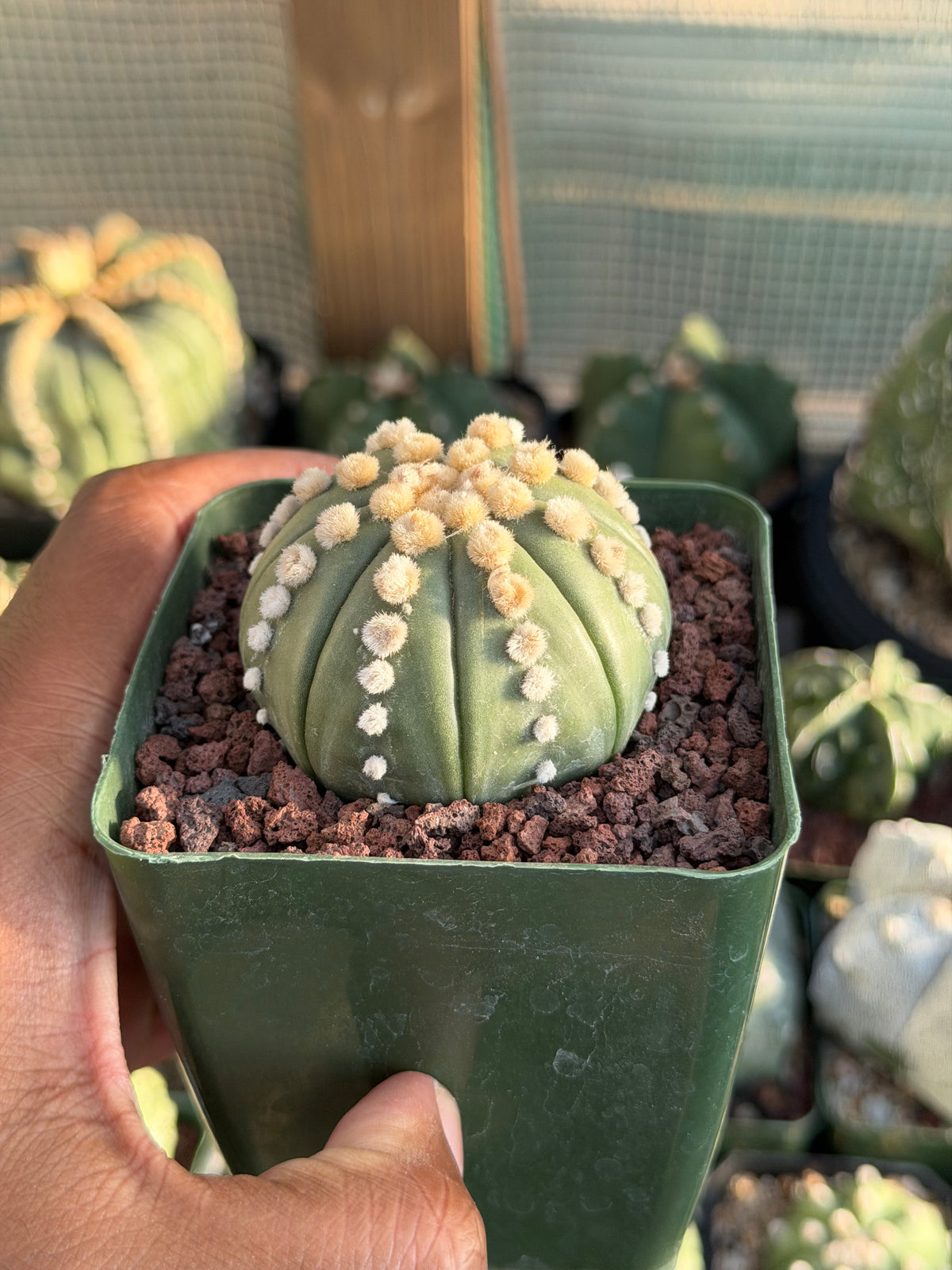 Astrophytum asterias Ooibo