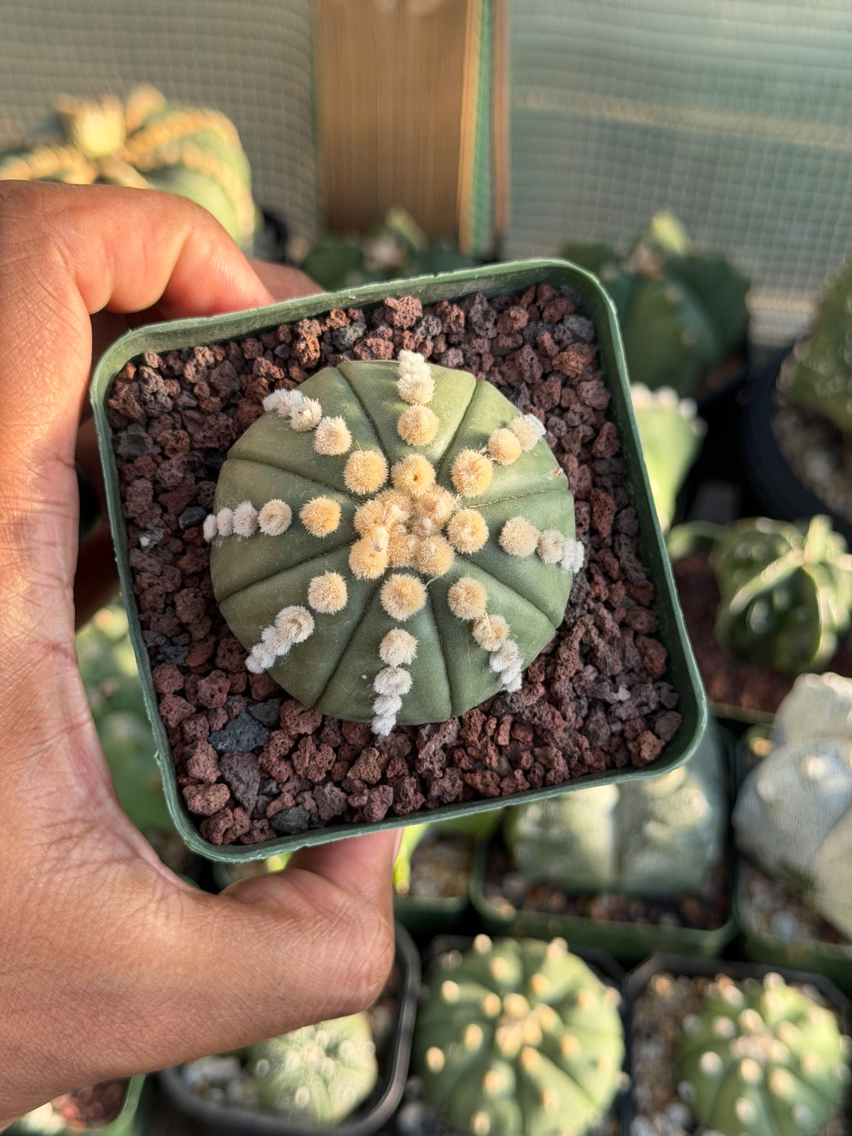 Astrophytum asterias Ooibo