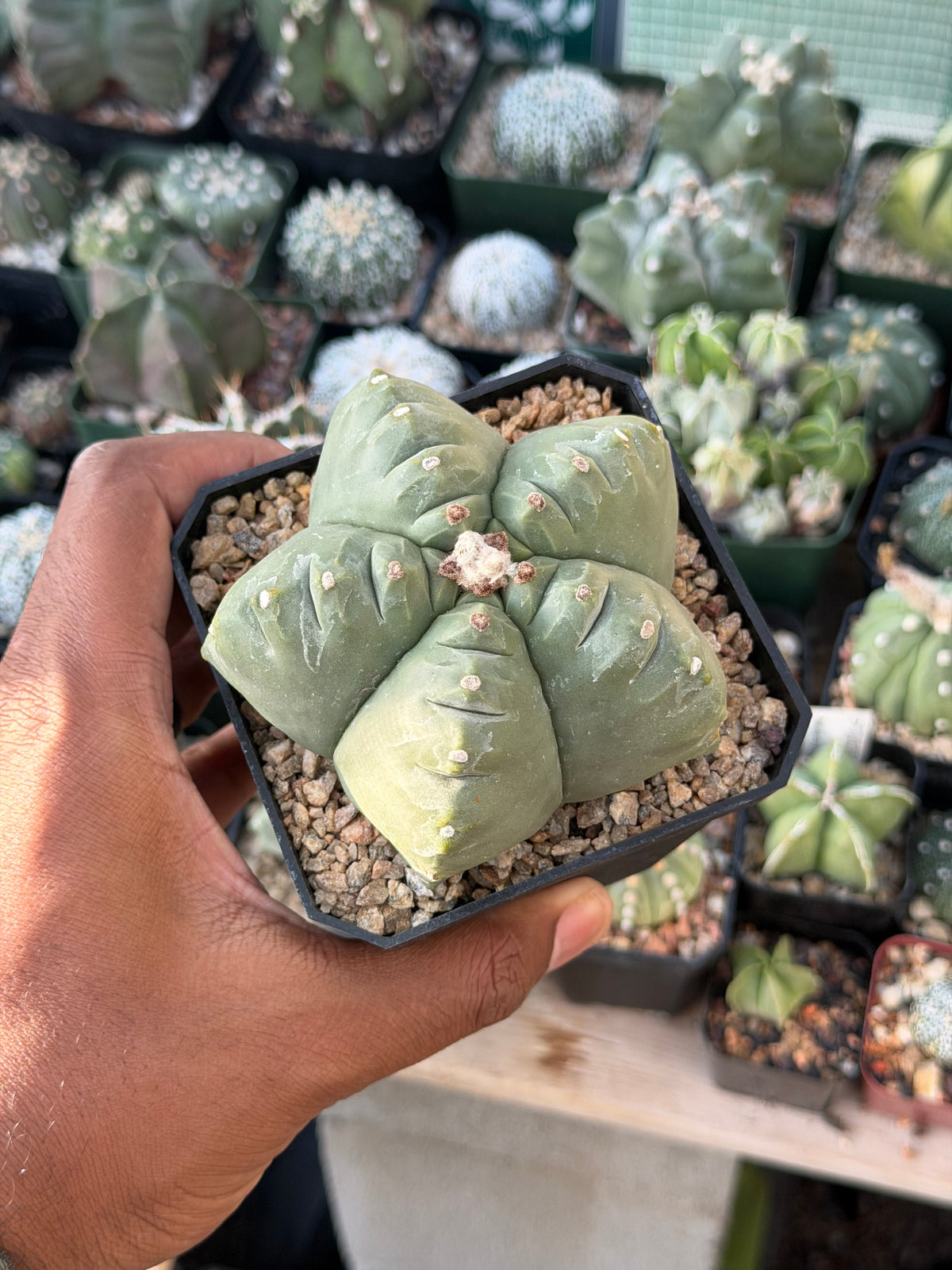 Astrophytum myriostigma Kikko