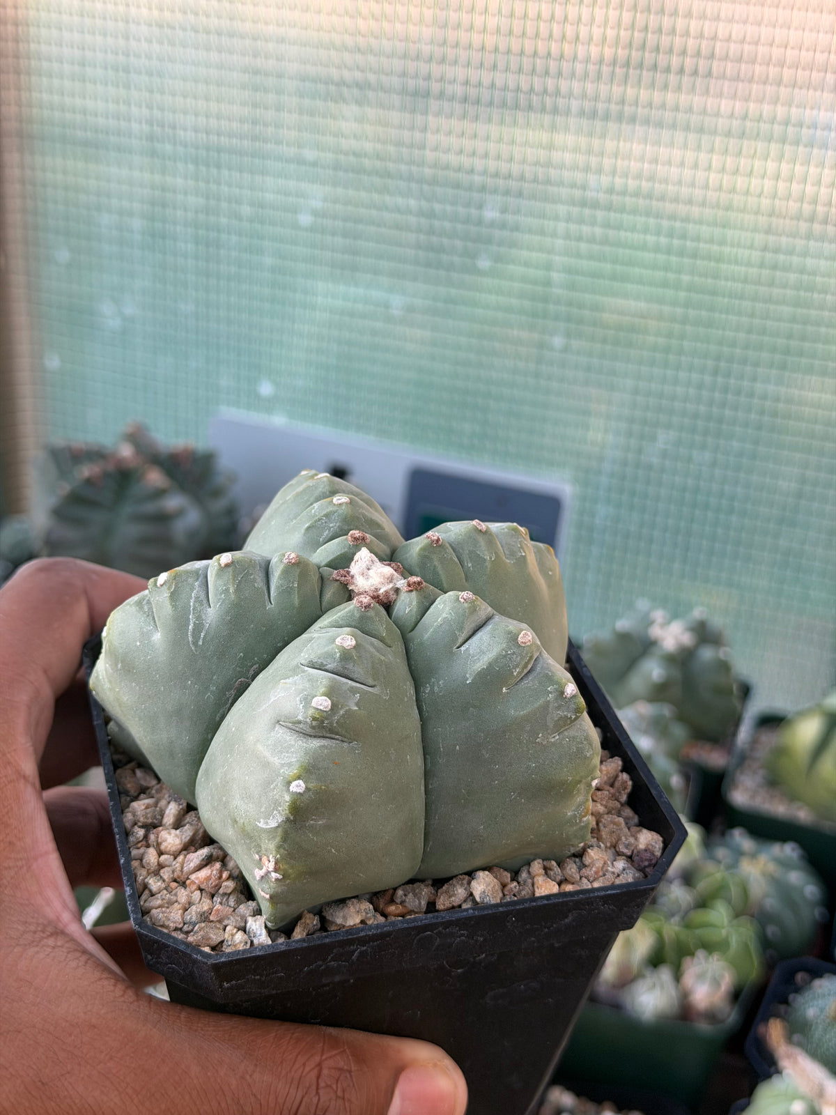 Astrophytum myriostigma Kikko