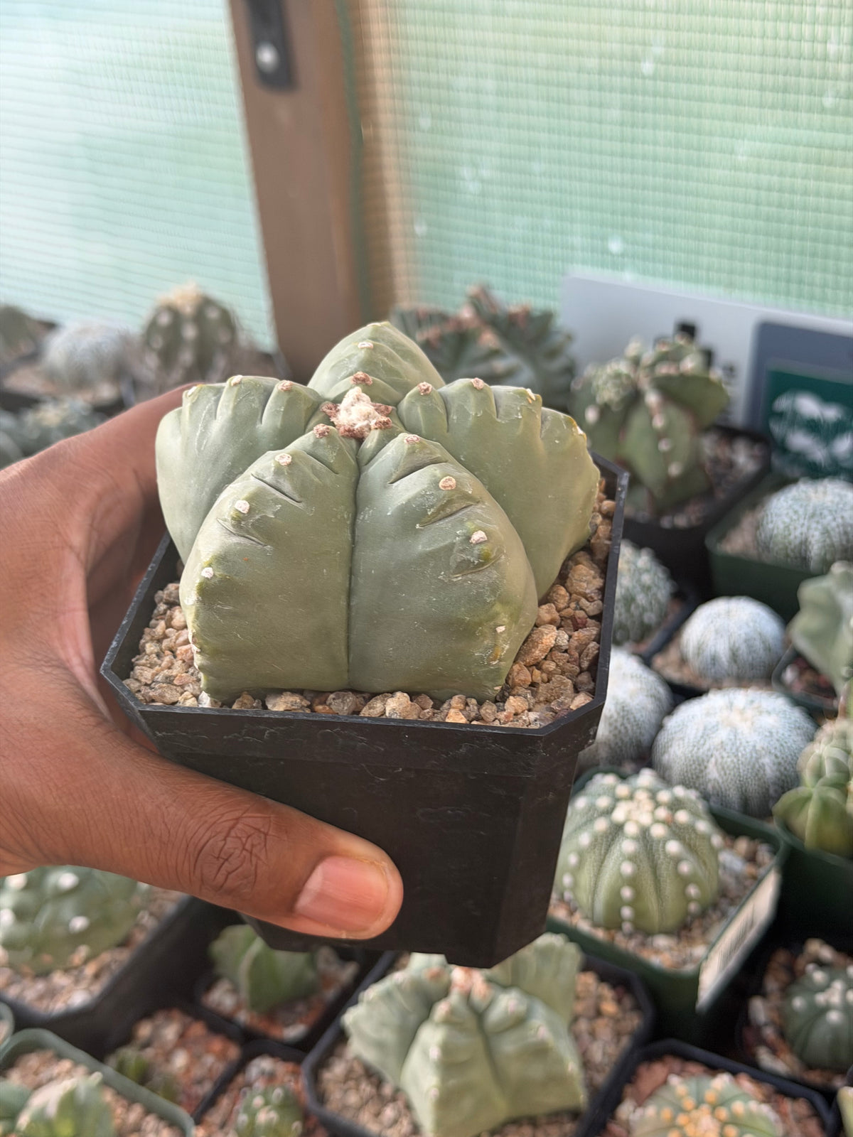 Astrophytum myriostigma Kikko