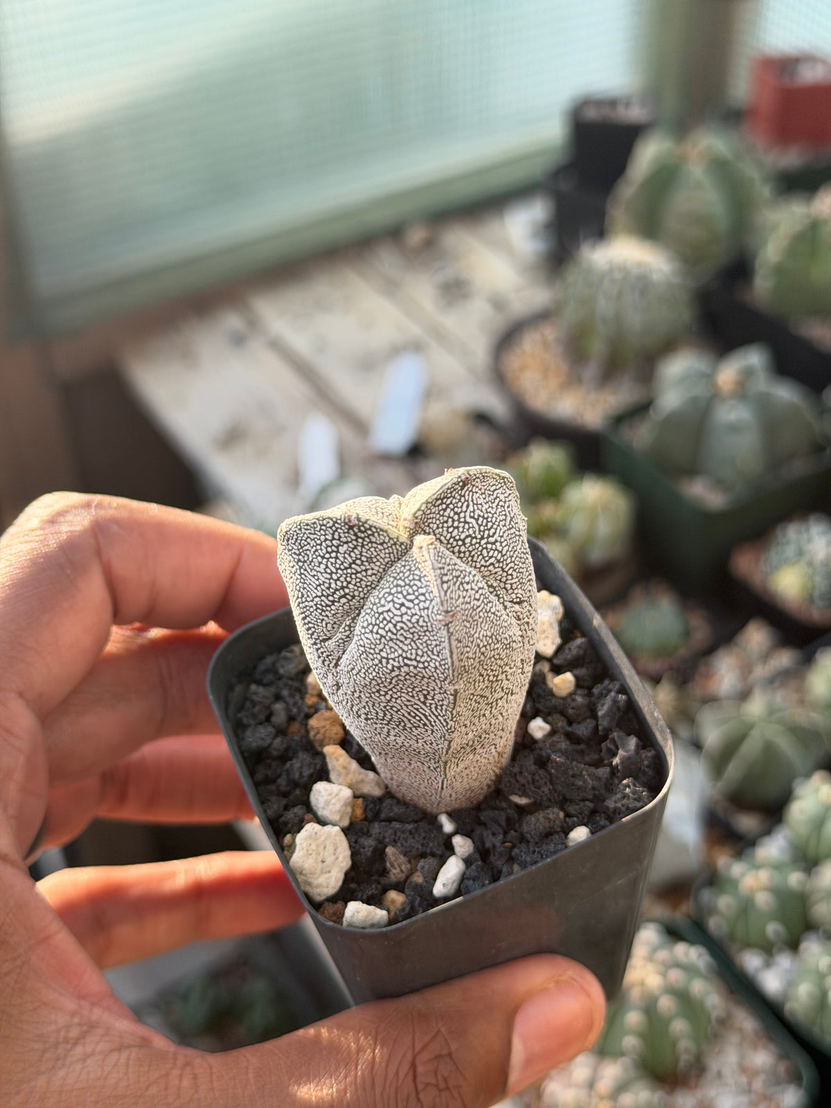 Astrophytum myriostigma Onzuka tricostatum