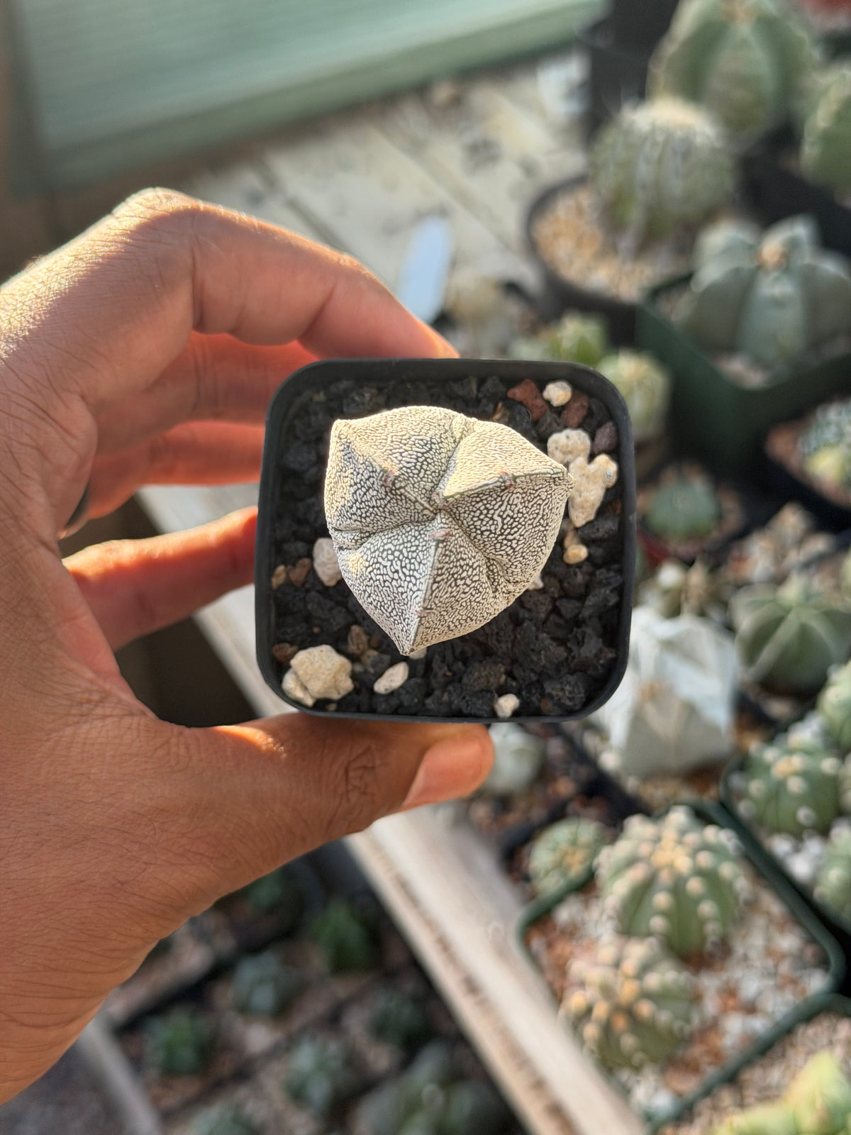 Astrophytum myriostigma Onzuka tricostatum