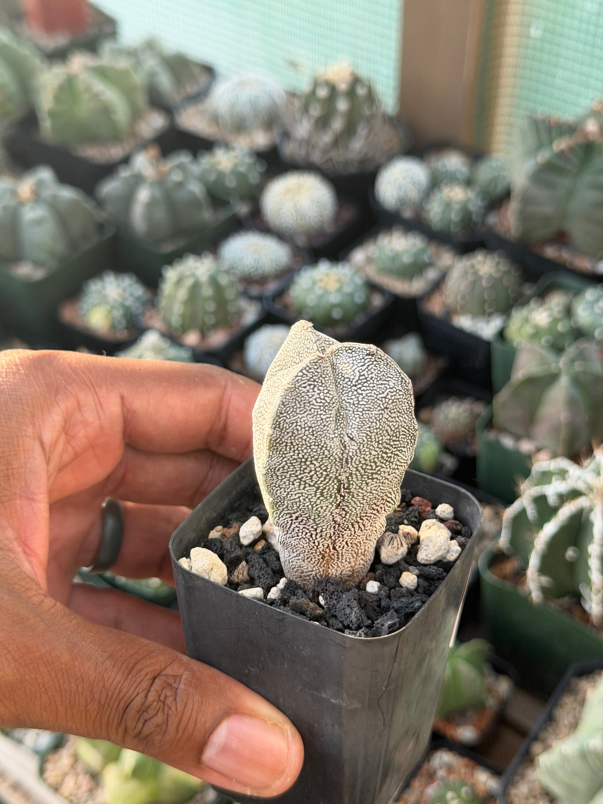 Astrophytum myriostigma Onzuka tricostatum