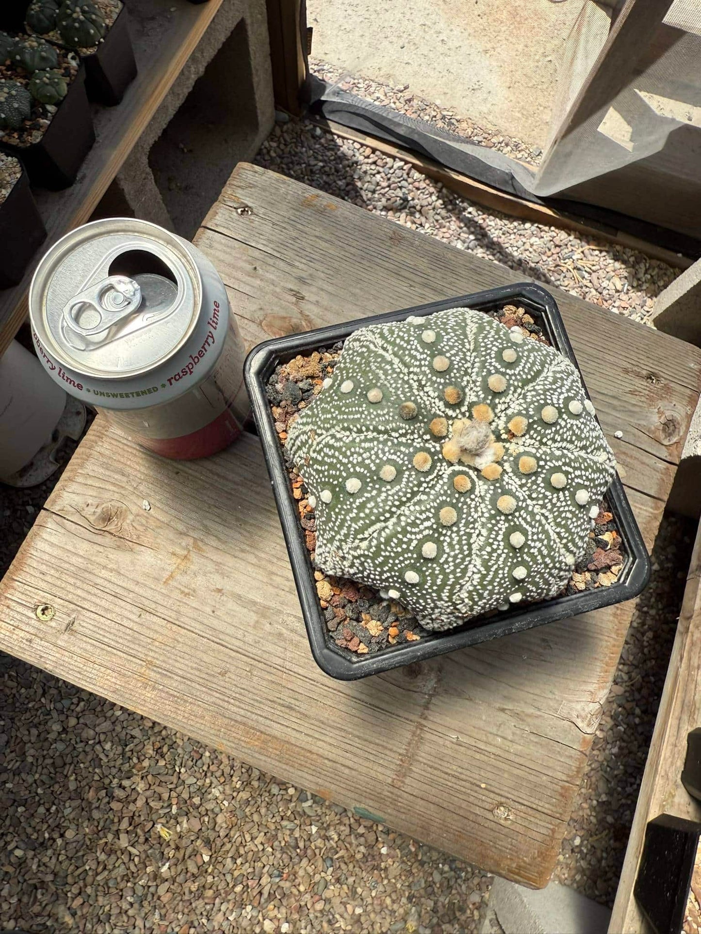 Astrophytum asterias Iwata Star Shape