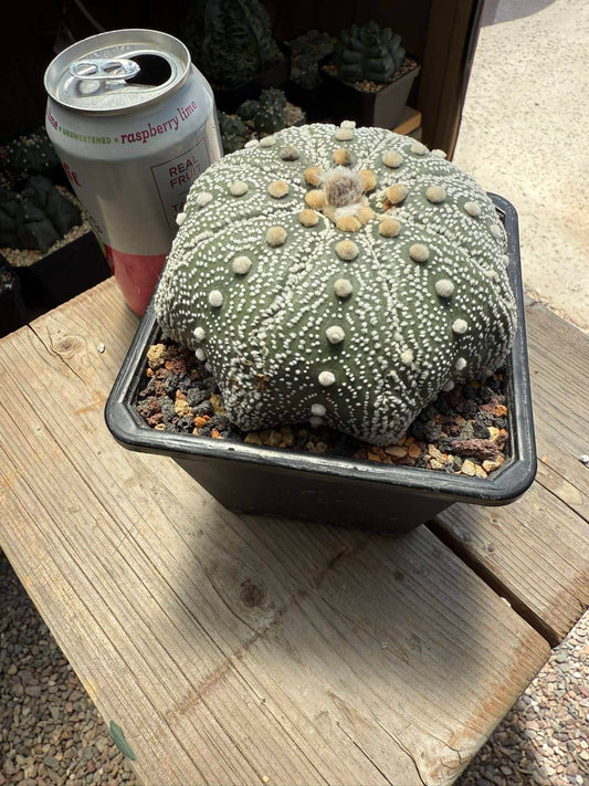 Astrophytum asterias Iwata Star Shape