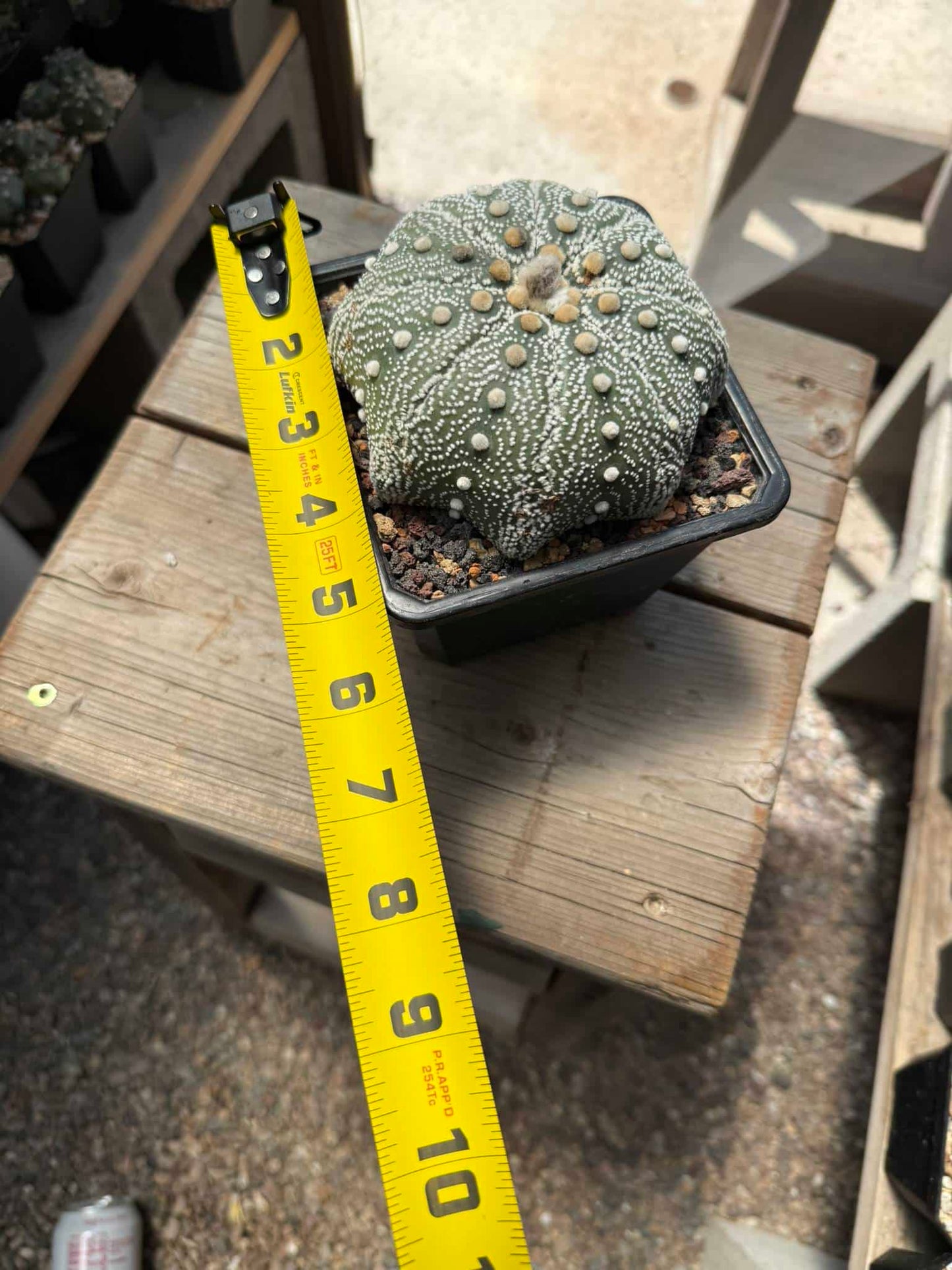 Astrophytum asterias Iwata Star Shape