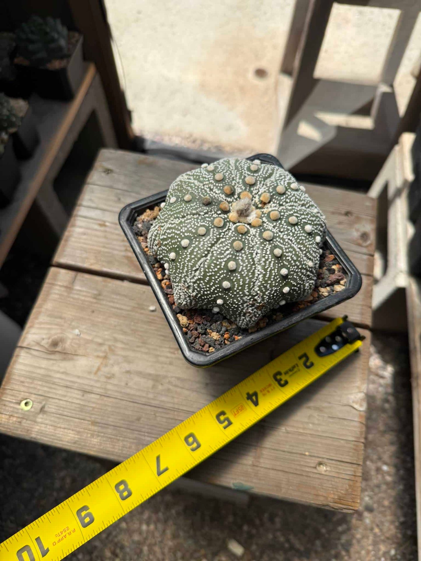 Astrophytum asterias Iwata Star Shape