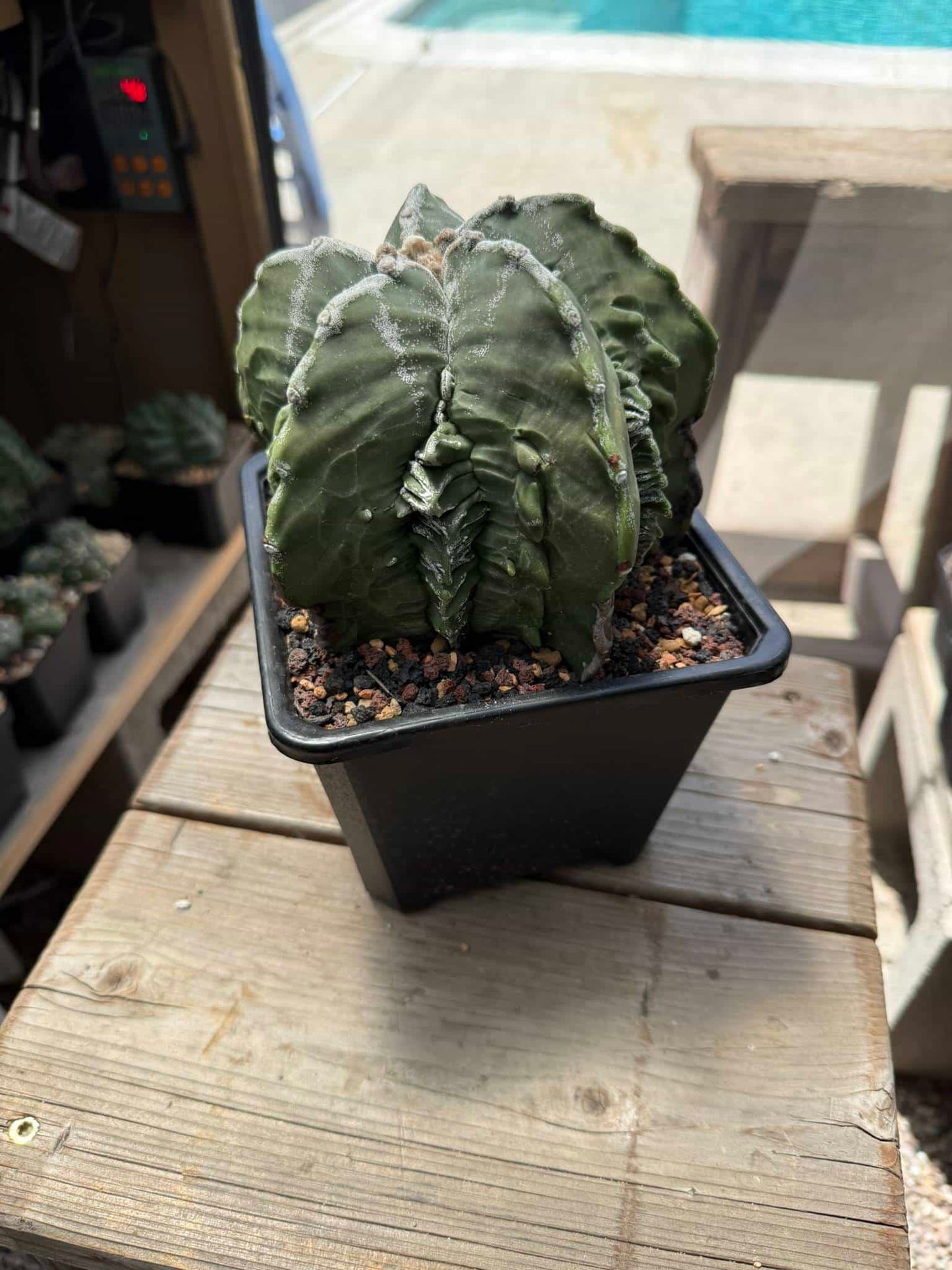 Astrophytum myriostigma Fukuryu