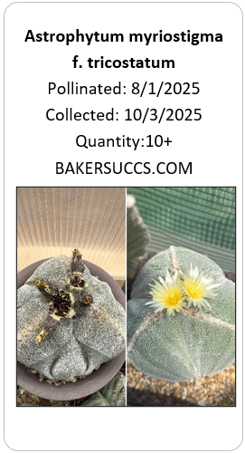 Astrophytum myriostigma f. tricostatum 10+ Seeds