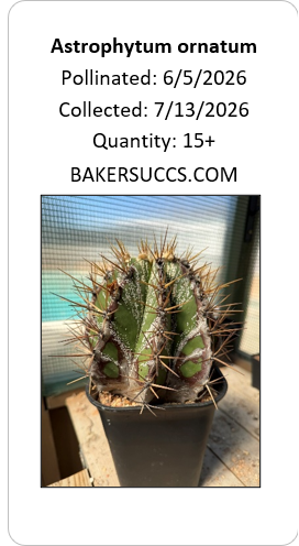 Astrophytum ornatum 15+ Seeds