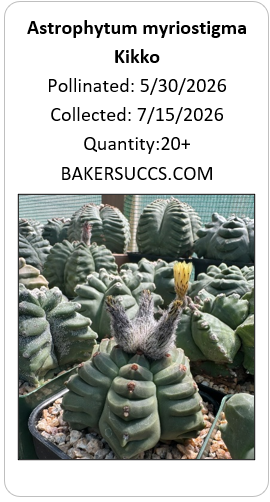 Astrophytum myriostigma Kikko 20+ Seeds
