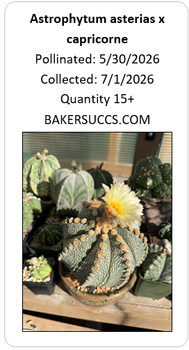 Astrophytum asterias x capricorne 15+ Seeds