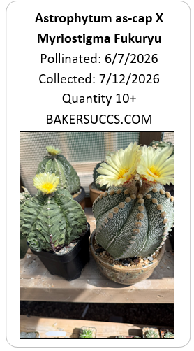 Astrophytum as-cap x myriostigma Fukuryu 10+ Seeds