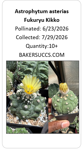 Astrophytum asterias Fukuryu Kikko 10+ Seeds