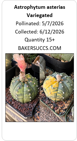 Astrophytum asterias Variegated 15+ Seeds