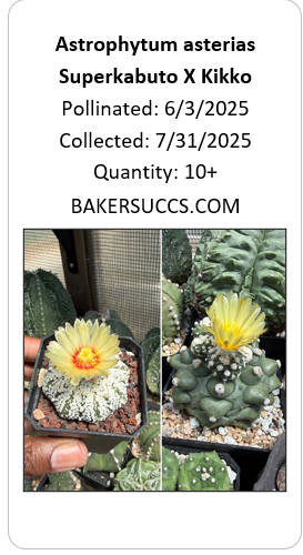Astrophytum asterias Superkabuto X Kikko 10+ Seeds