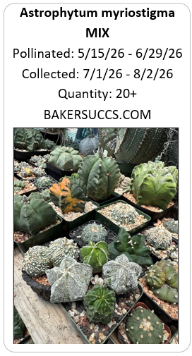 Astrophytum myriostigma Mix 20+ Seeds
