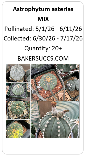 Astrophytum asterias Mix 20+ Seeds