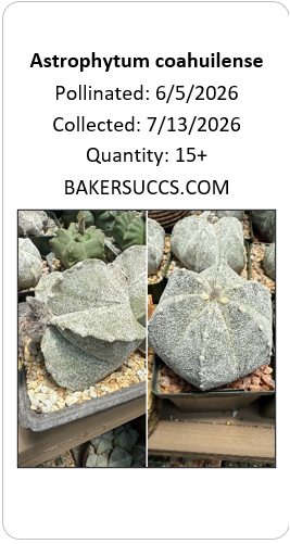 Astrophytum coahuilense 15+ Seeds