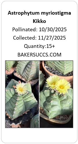 Astrophytum myriostigma Kikko 15+ Seeds