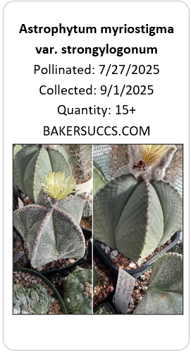 Astrophytum myriostigma var. strongylogonum 15+ Seeds