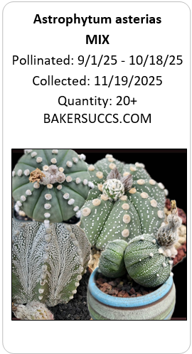 Astrophytum asterias Mix 20+ Seeds
