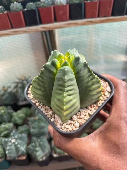 Astrophytum myriostigma Kikko Kohyo