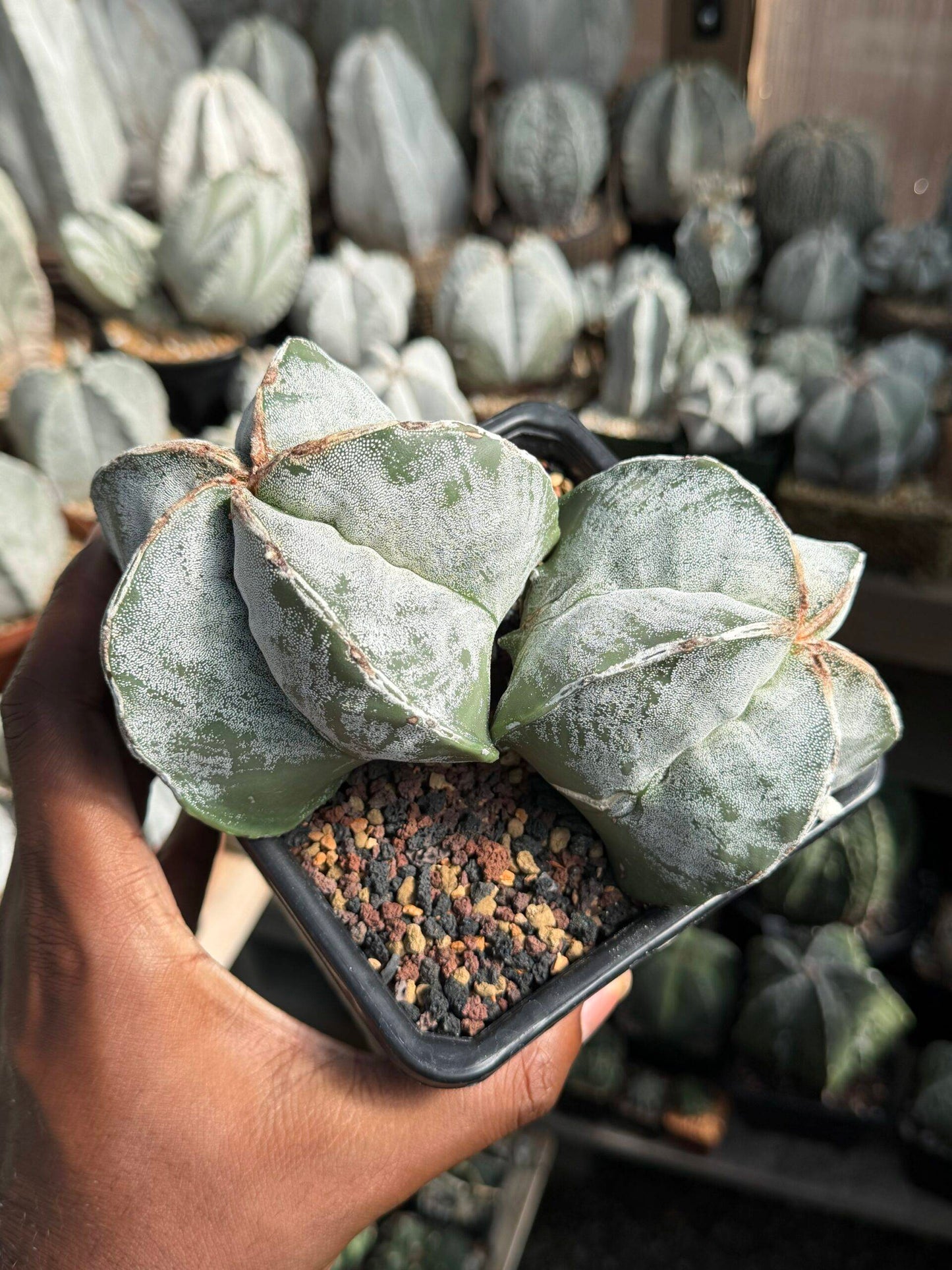 Astrophytum myriostigma Hakujo 2 Headed