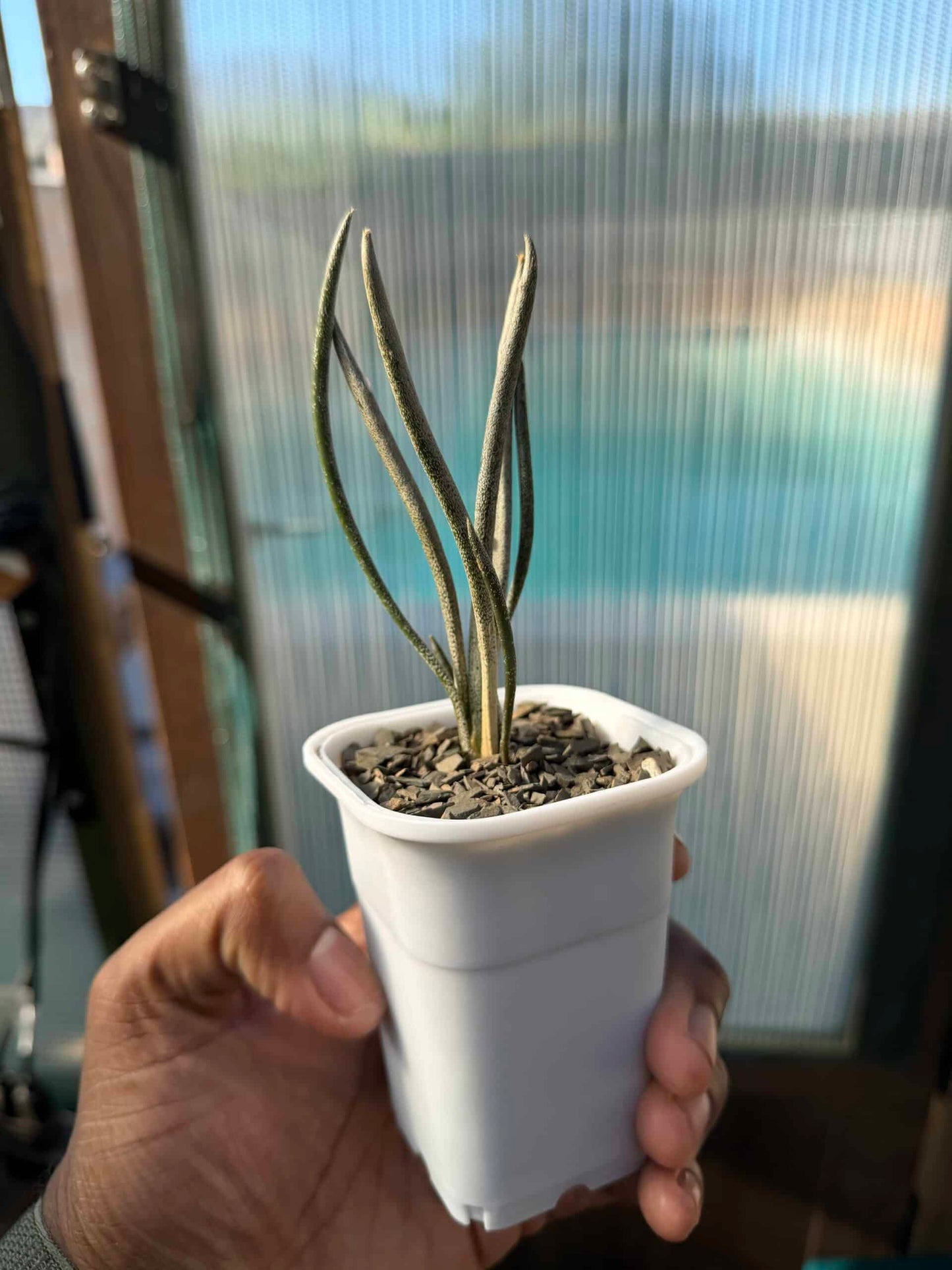 Astrophytum caput-medusae