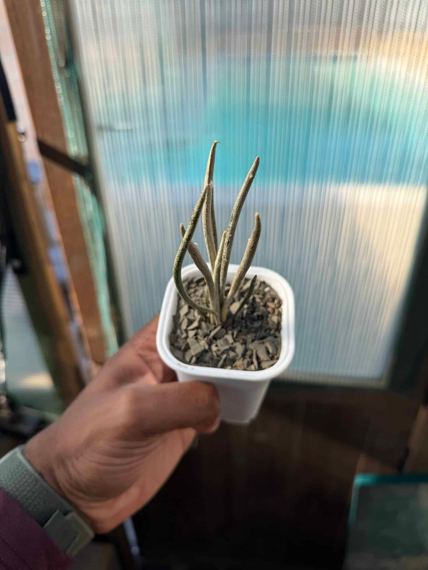 Astrophytum caput-medusae