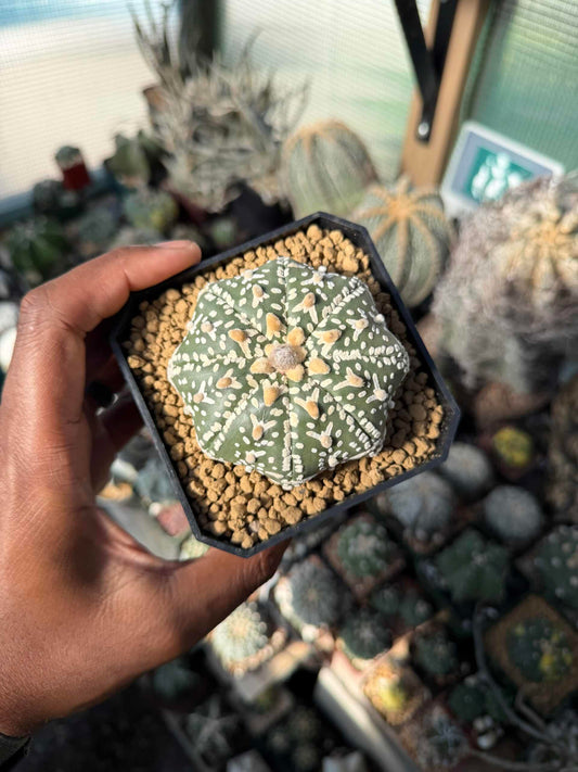 Astrophytum asterias Superkabuto V-Type Star Shape