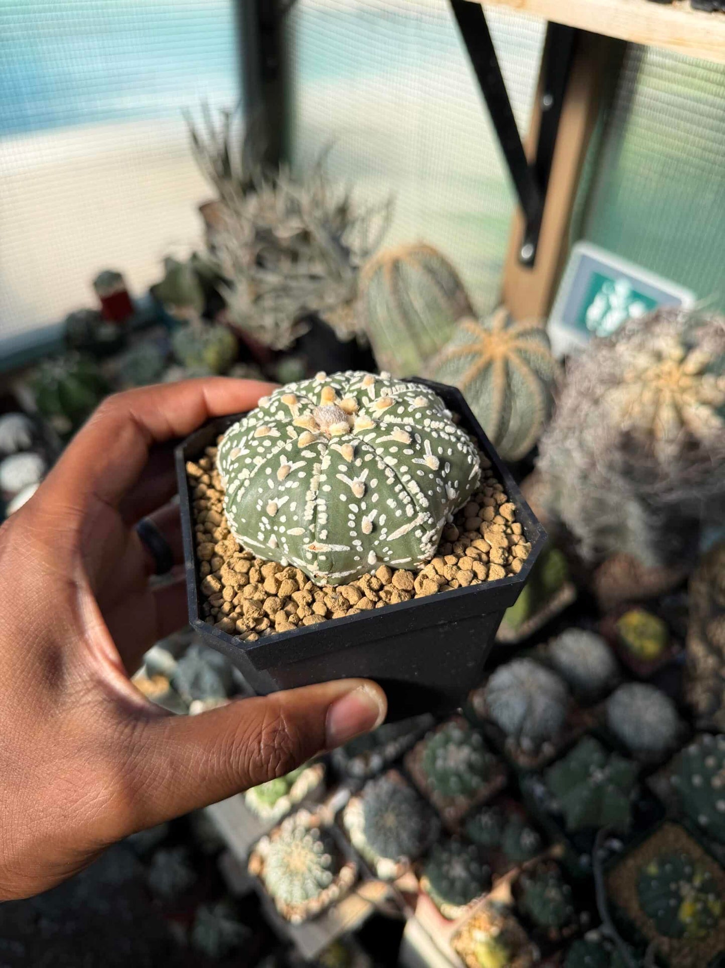Astrophytum asterias Superkabuto V-Type Star Shape