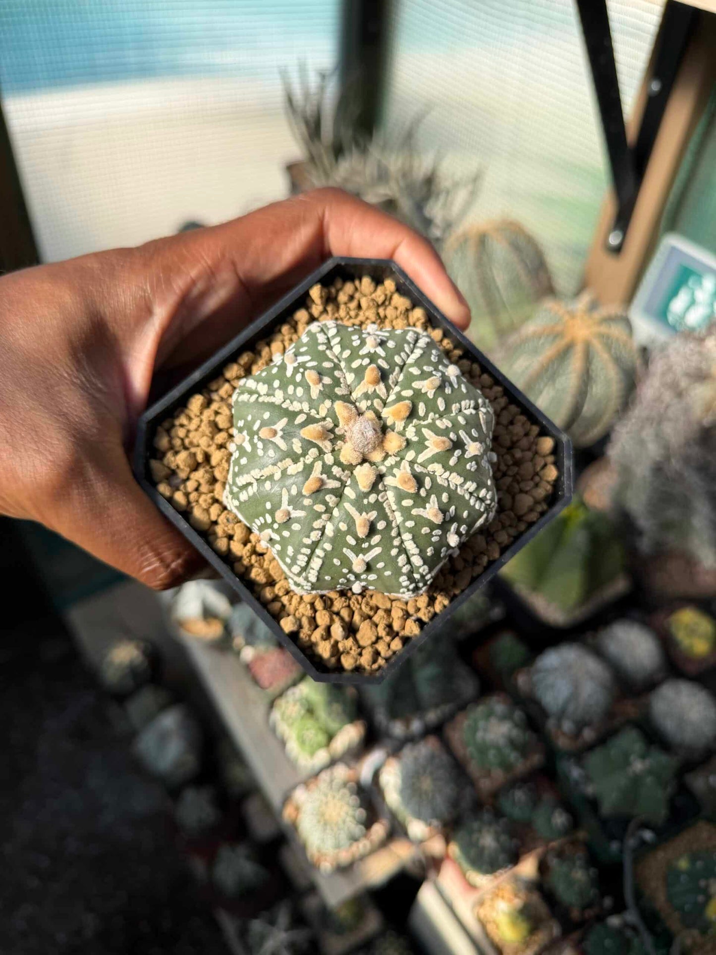 Astrophytum asterias Superkabuto V-Type Star Shape