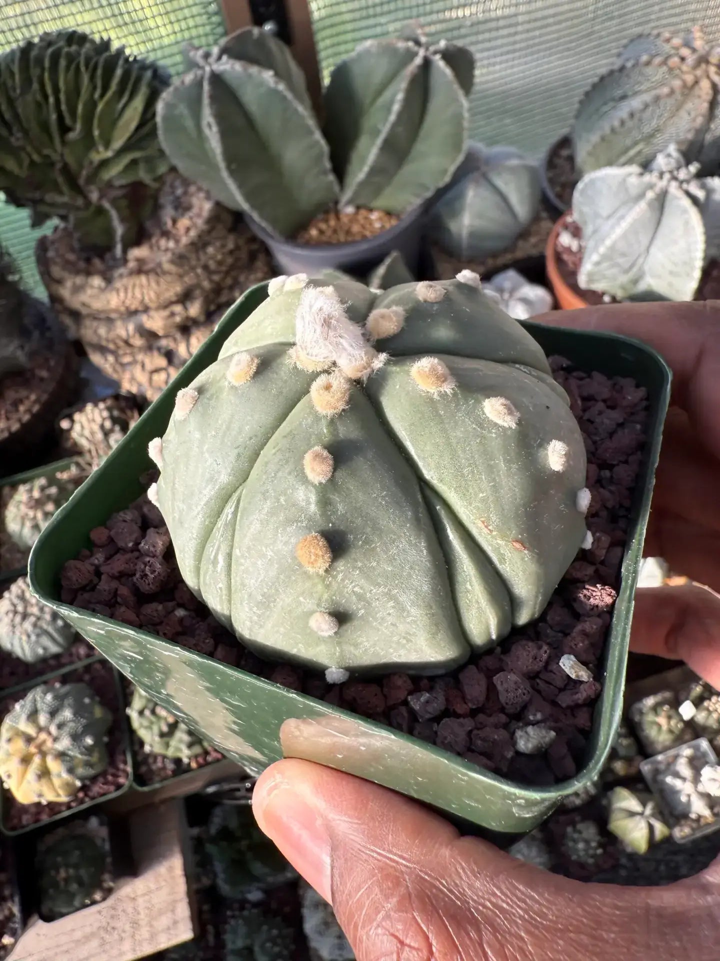 Astrophytum asterias Fukuryu