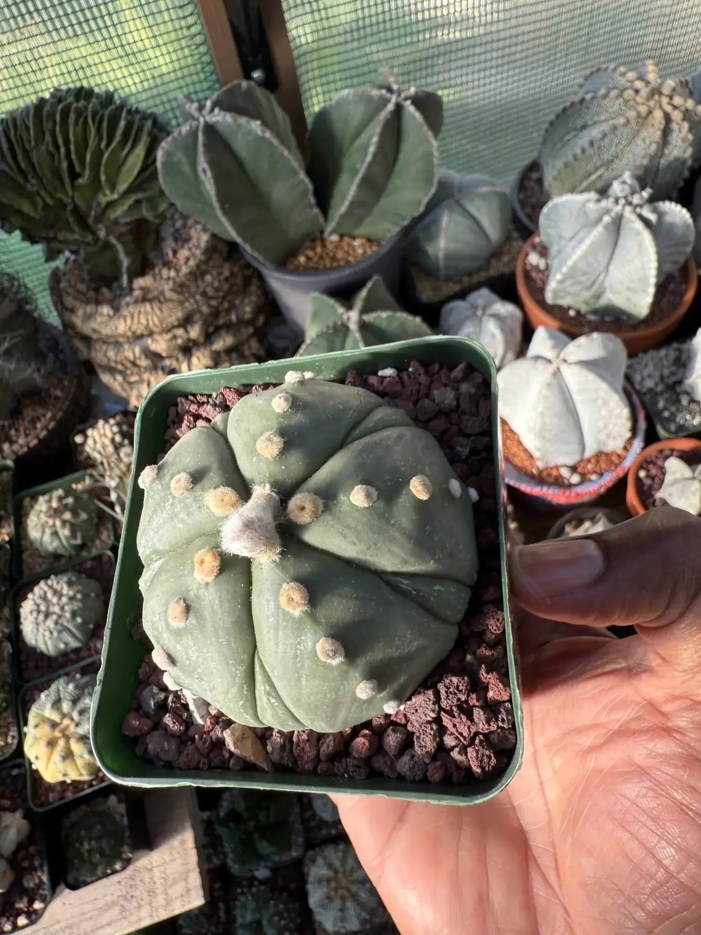 Astrophytum asterias Fukuryu