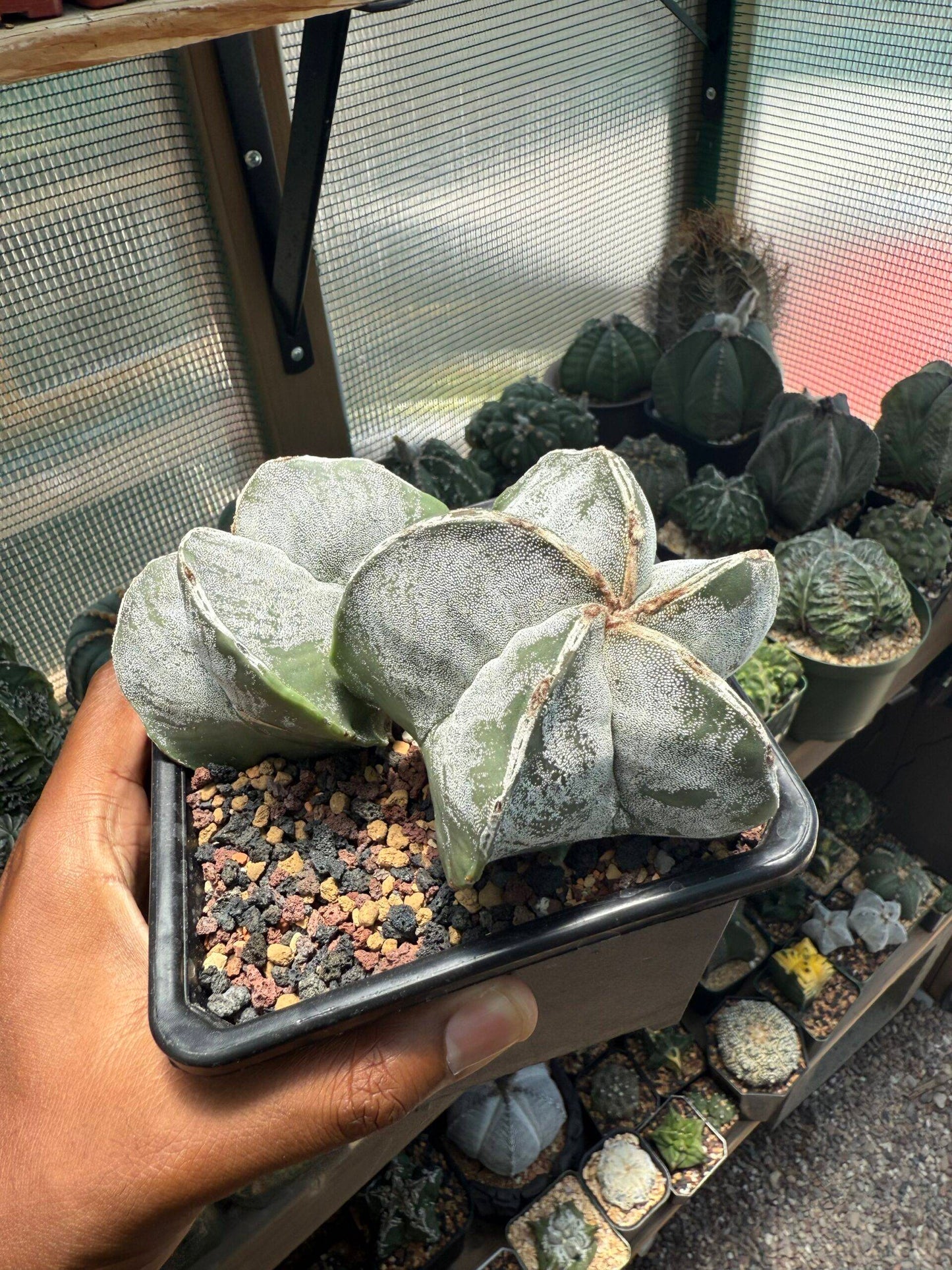 Astrophytum myriostigma Hakujo 2 Headed