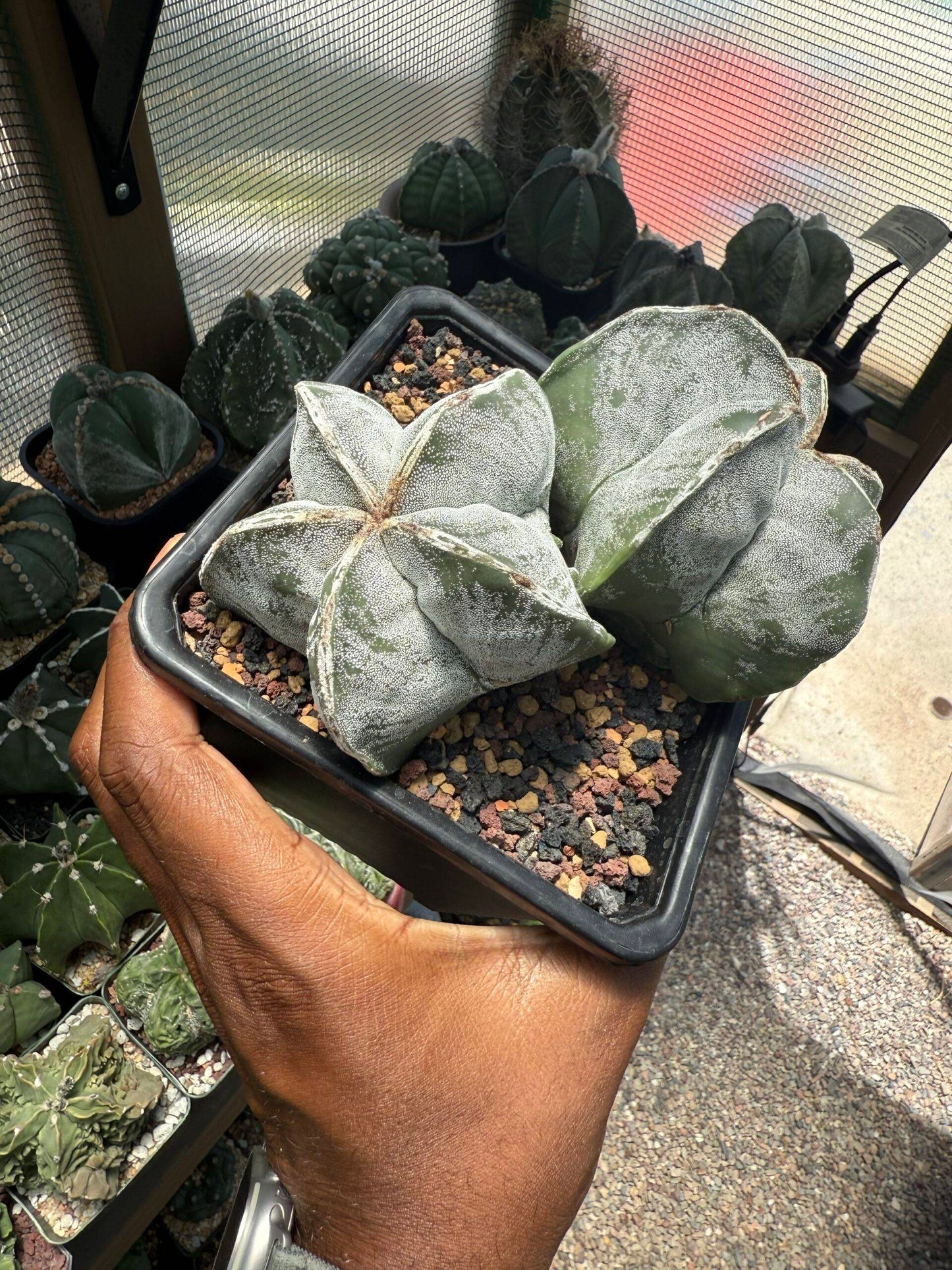 Astrophytum myriostigma Hakujo 2 Headed