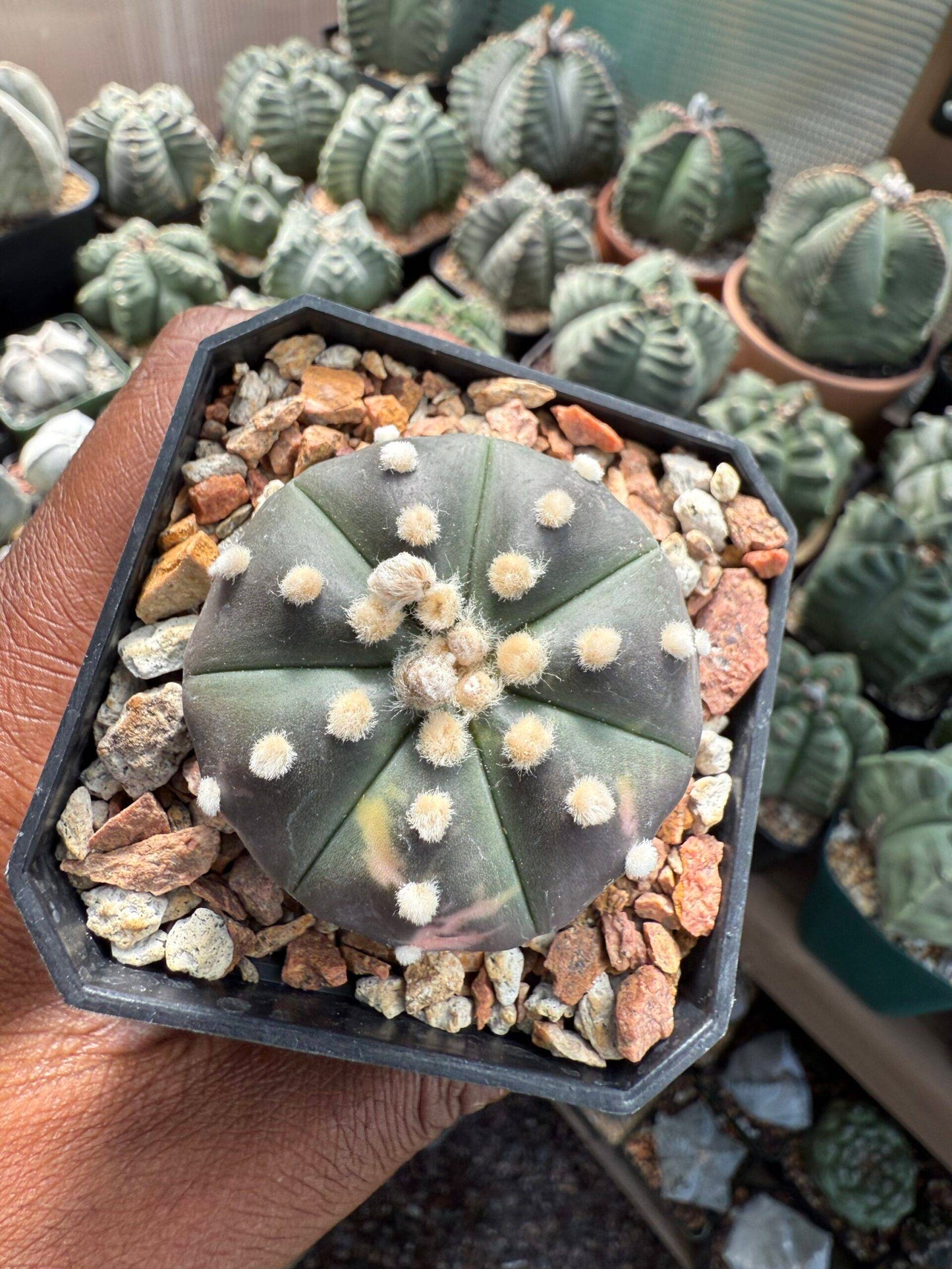 Astrophytum asterias Variegated