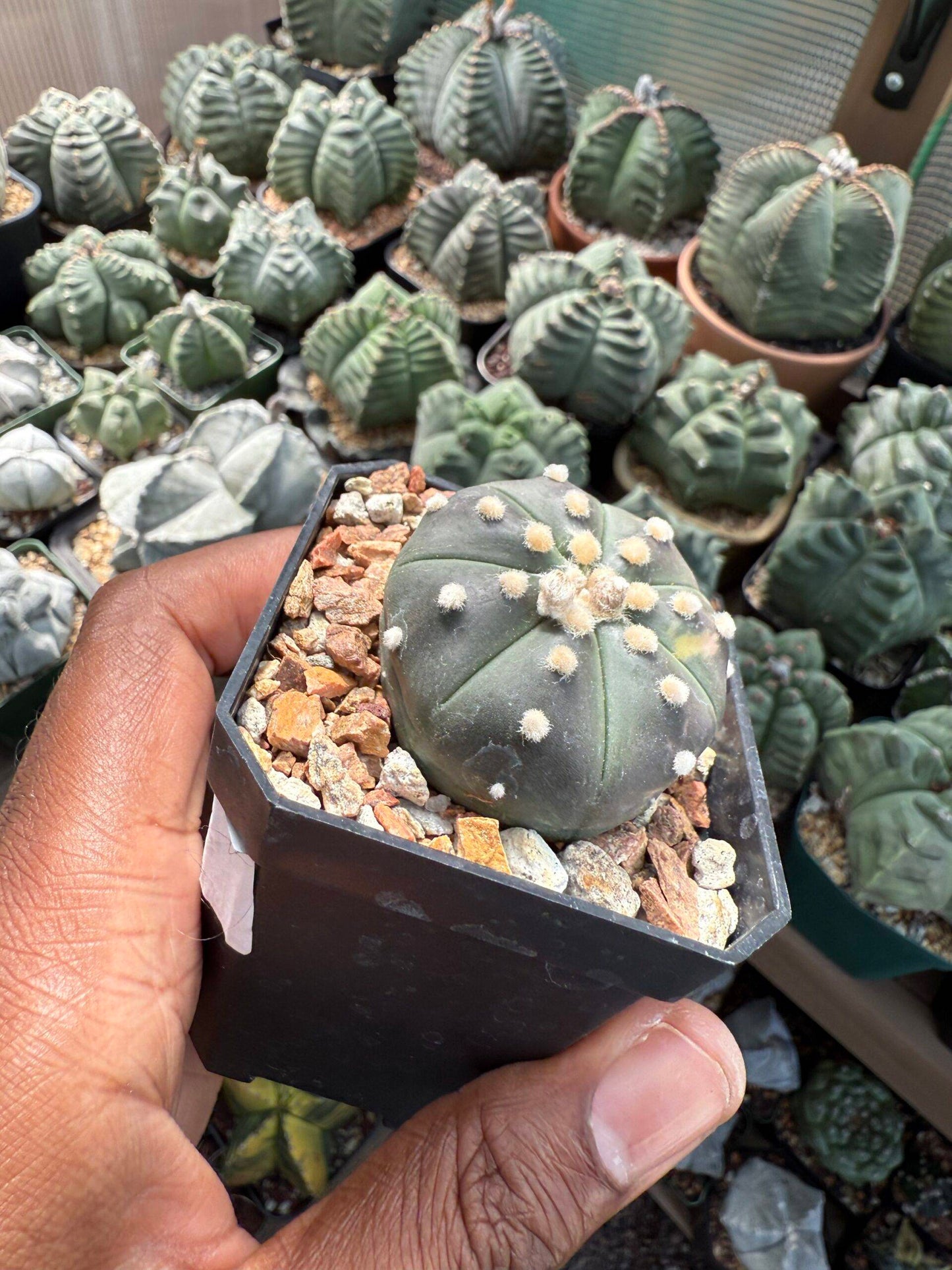 Astrophytum asterias Variegated