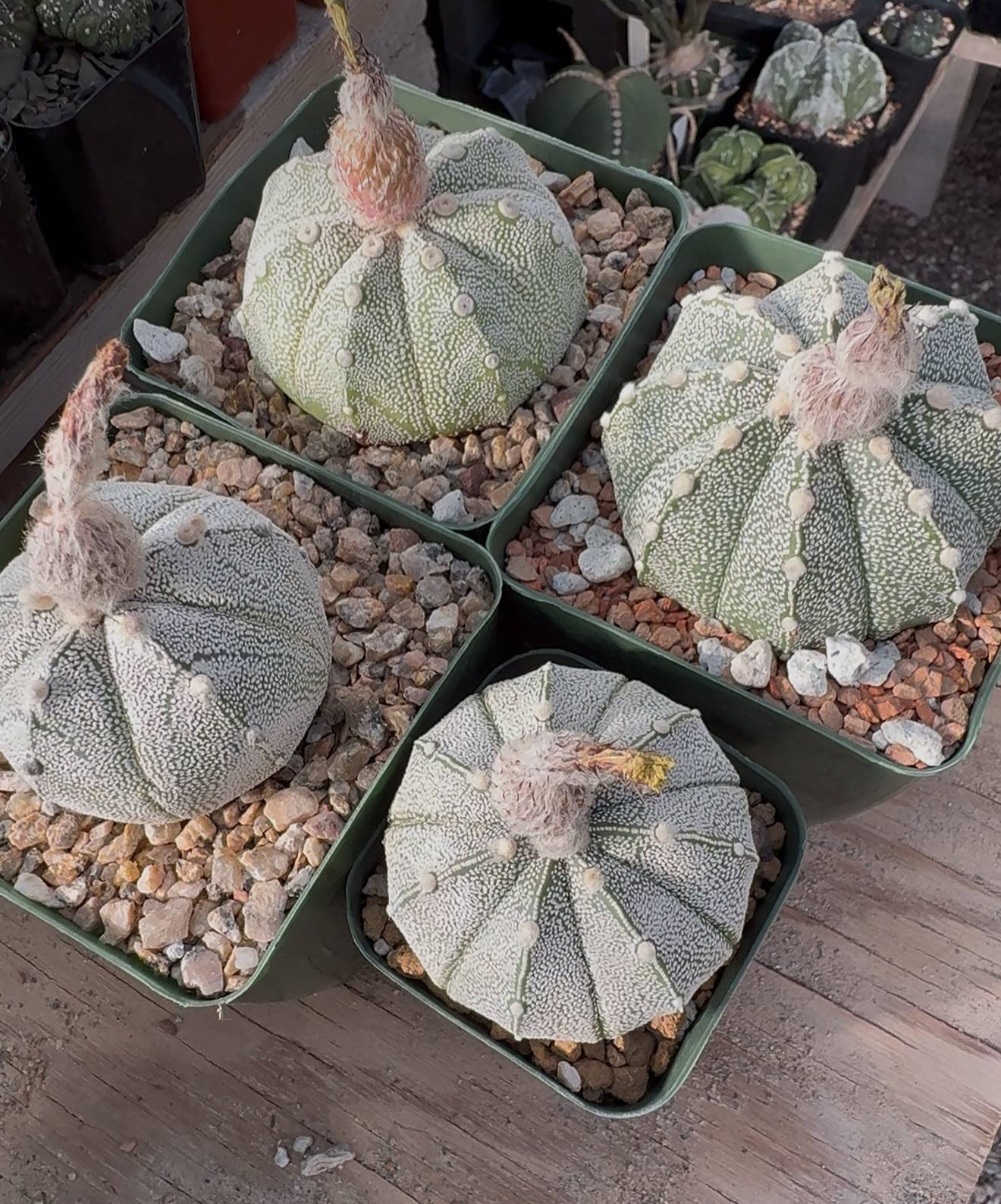 Astrophytum asterias x coahuilense 10+ Seeds