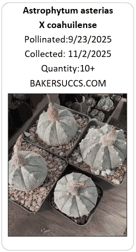Astrophytum asterias x coahuilense 10+ Seeds