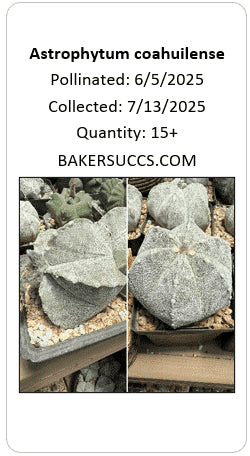 Astrophytum coahuilense 15+ Seeds