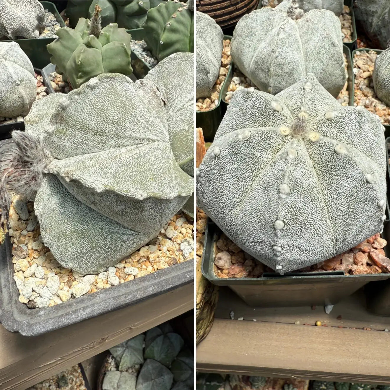 Astrophytum coahuilense 15+ Seeds