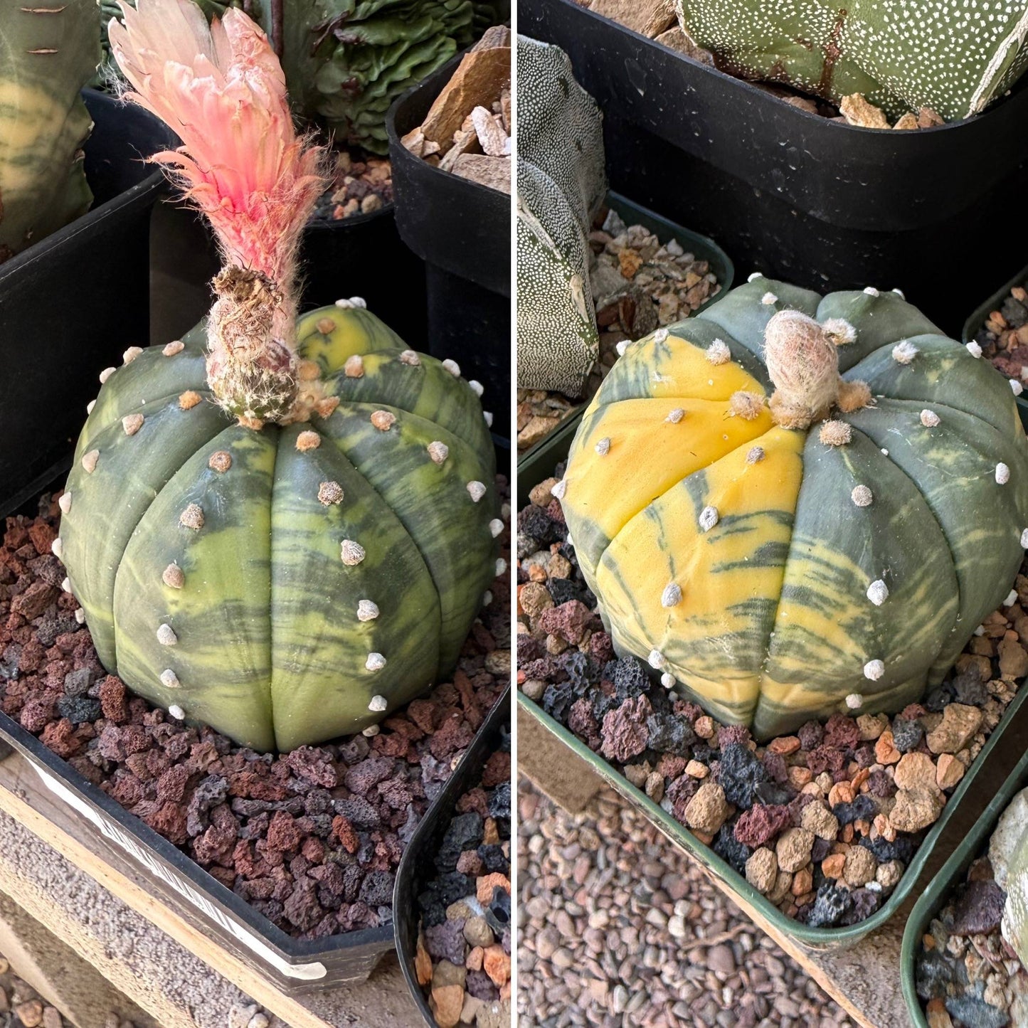 Astrophytum asterias Variegated 10+ Seeds