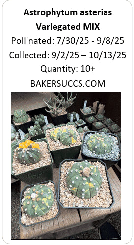 Astrophytum asterias Variegated 10+ Seeds