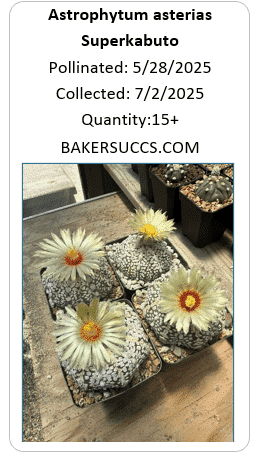 Astrophytum asterias Superkabuto 10+ Seeds